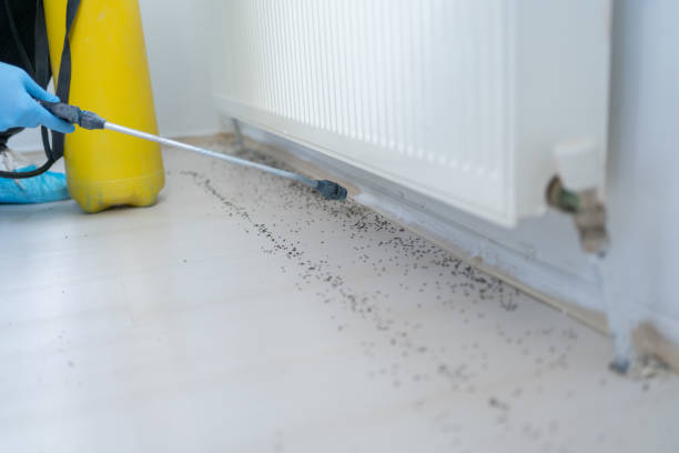 Best Affordable Pest Control Services  in Mammoth Lakes, CA